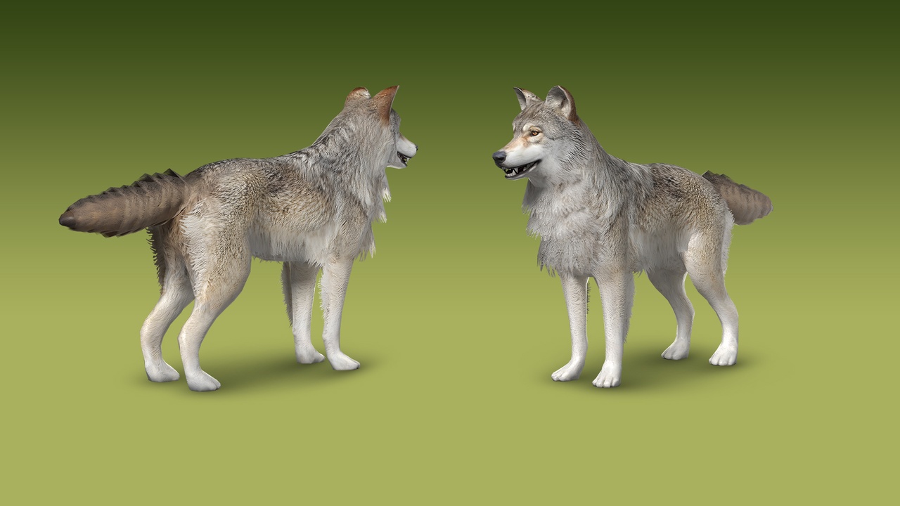 Media 1 for listing Realistic Grey Wolf 3D Model – Rigged Animated
