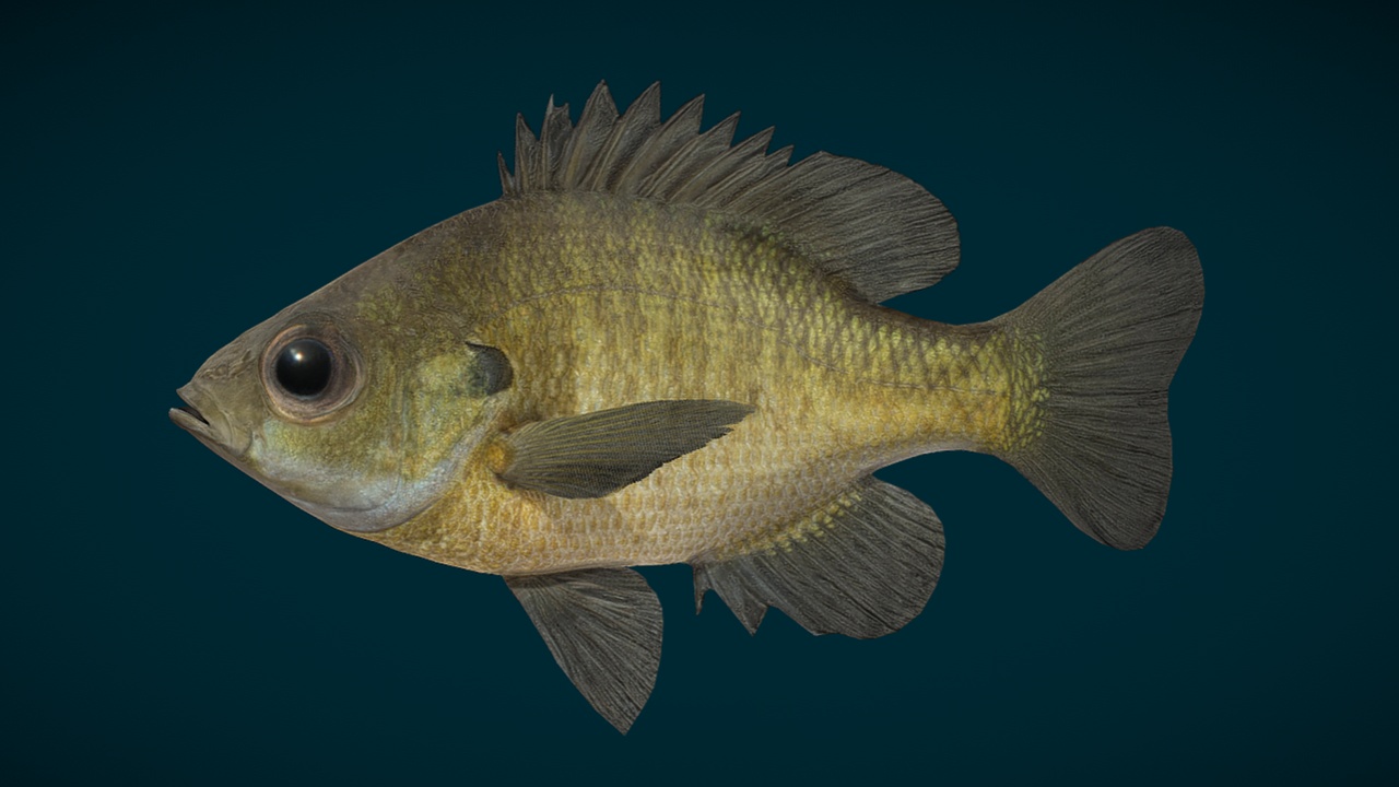 Media 1 for listing Bluegill Fish Animated