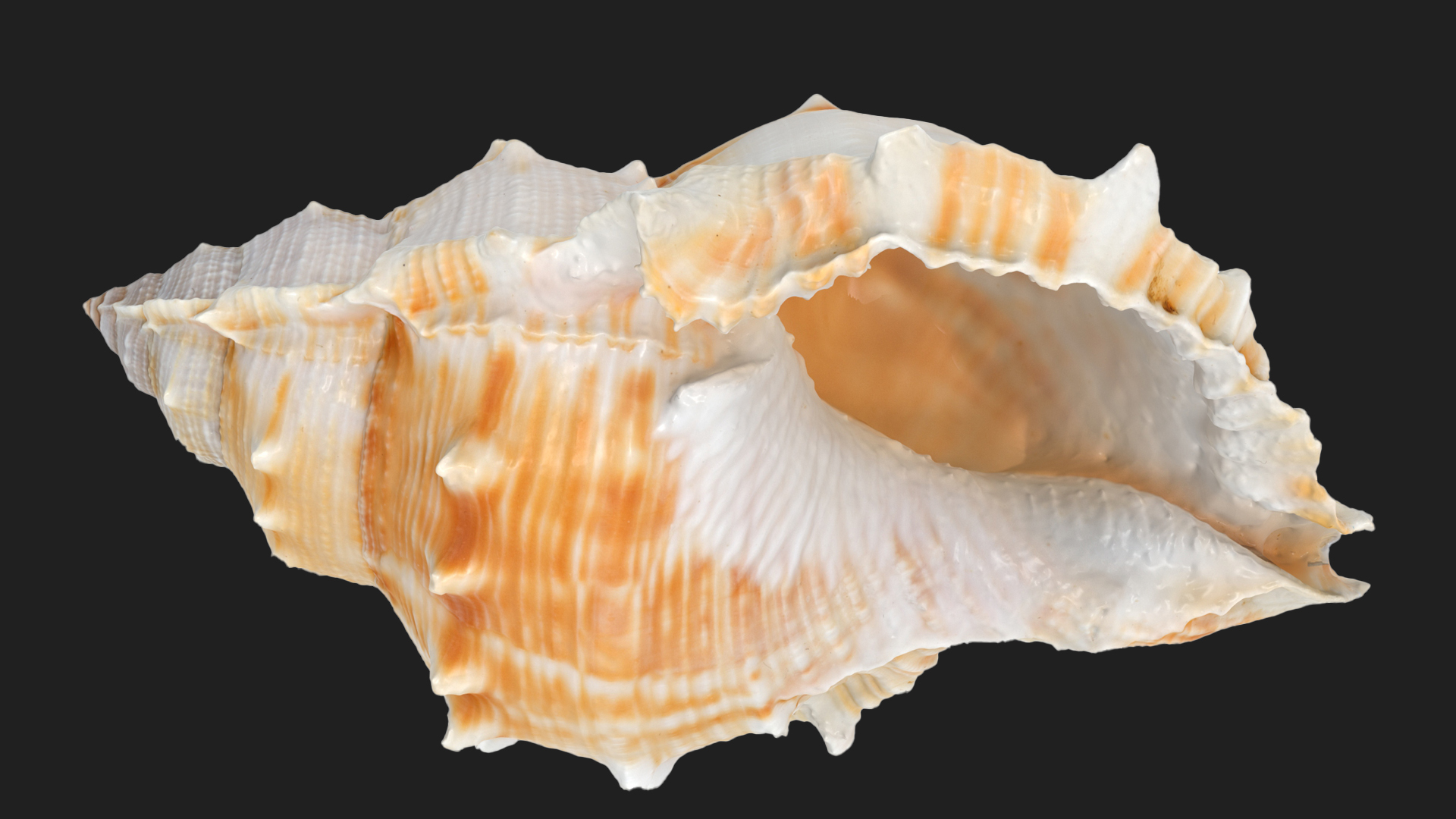 Bufonaria Rana sea shell | Fab