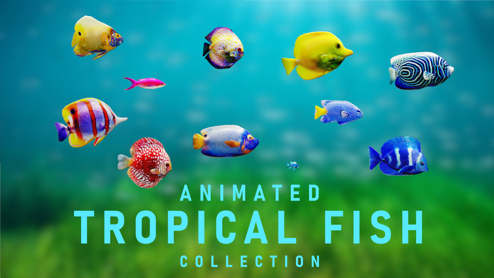 Fish Motion Animated Tropical Fish | Fab