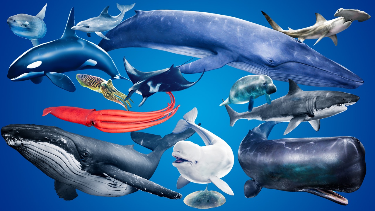 Media 1 for listing Ocean Animals MEGA Pack