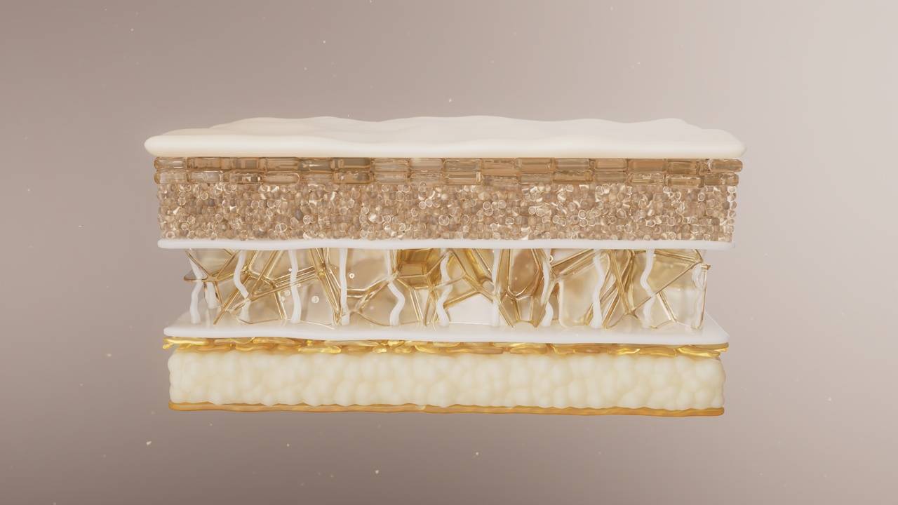 Media 1 for listing Skin layer structure  Microscopic structure