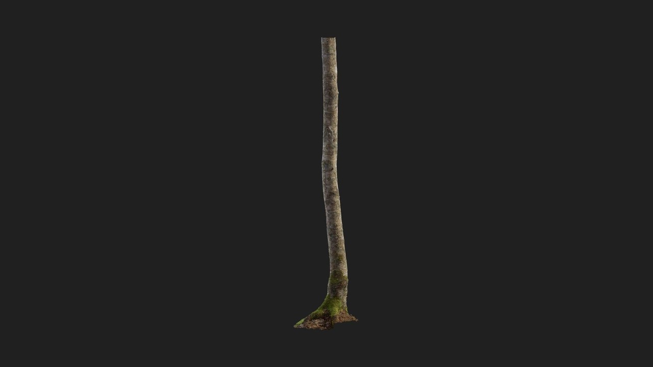 商品 Birch Tree Trunk 的媒体 1