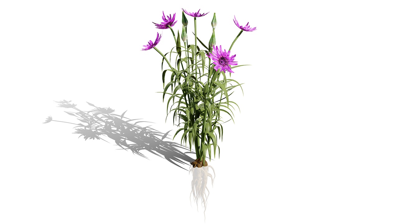 Media 1 for listing North Americn salsify vegetable plantfrom
