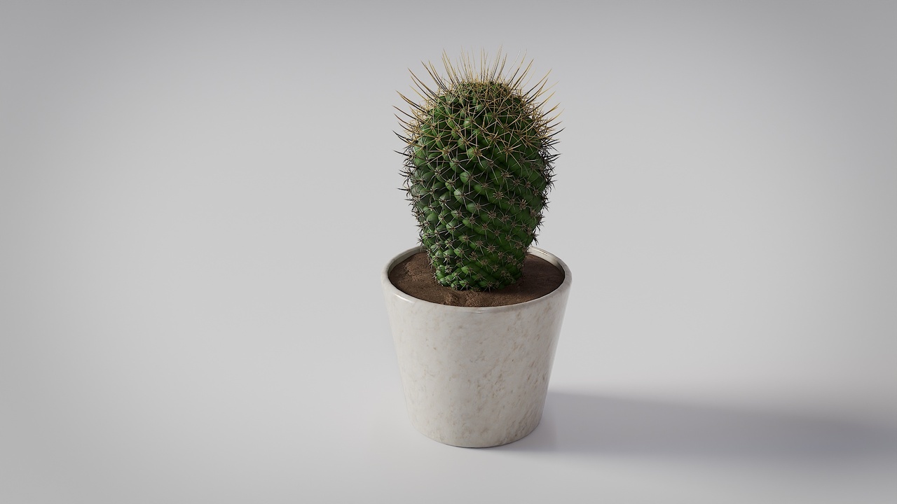 Media 1 for listing Potted Cactus Indoor Plant