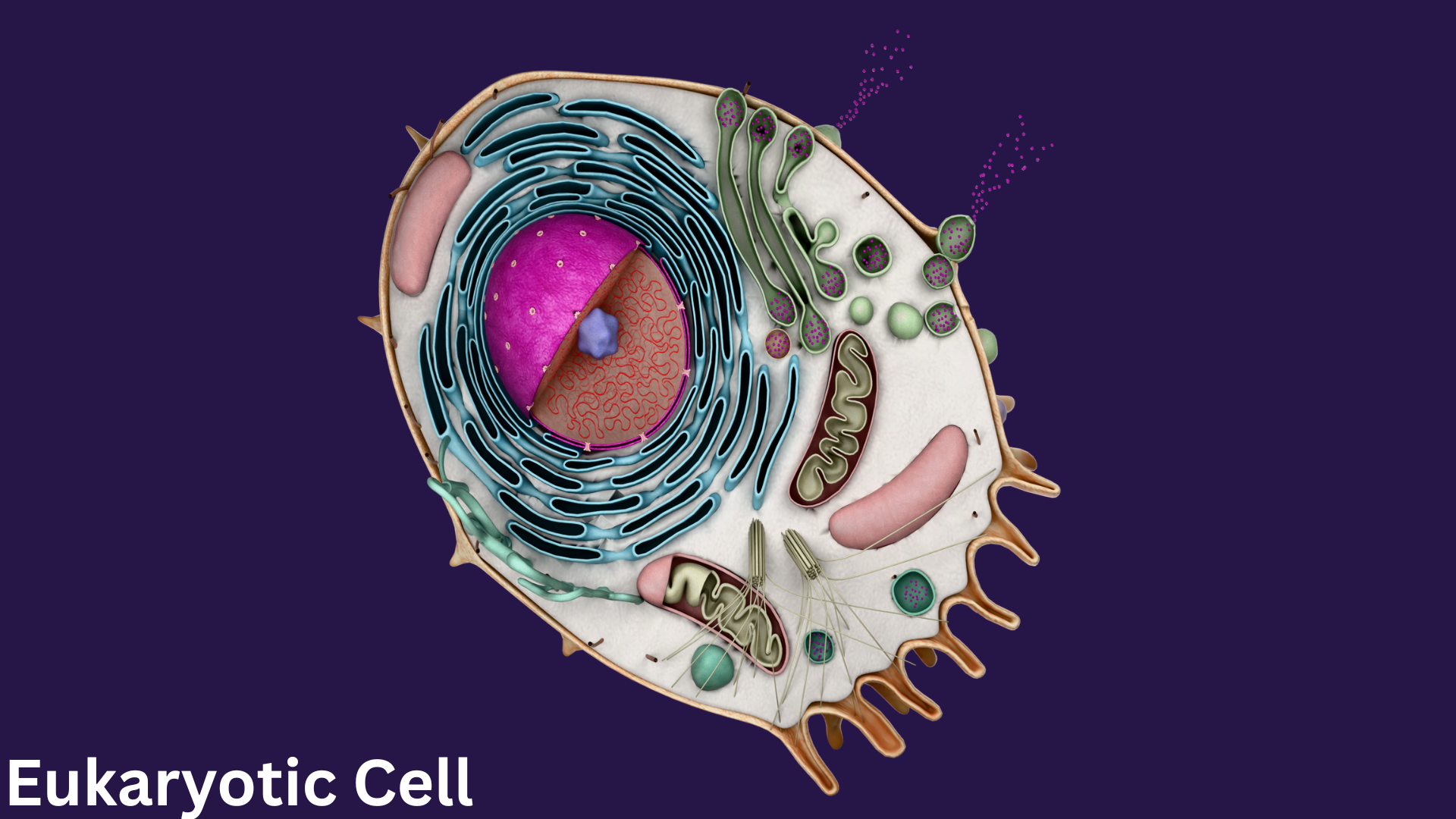 Eukaryotic Cell Anatomy (3D Model) | Fab
