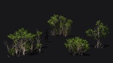 Asset image