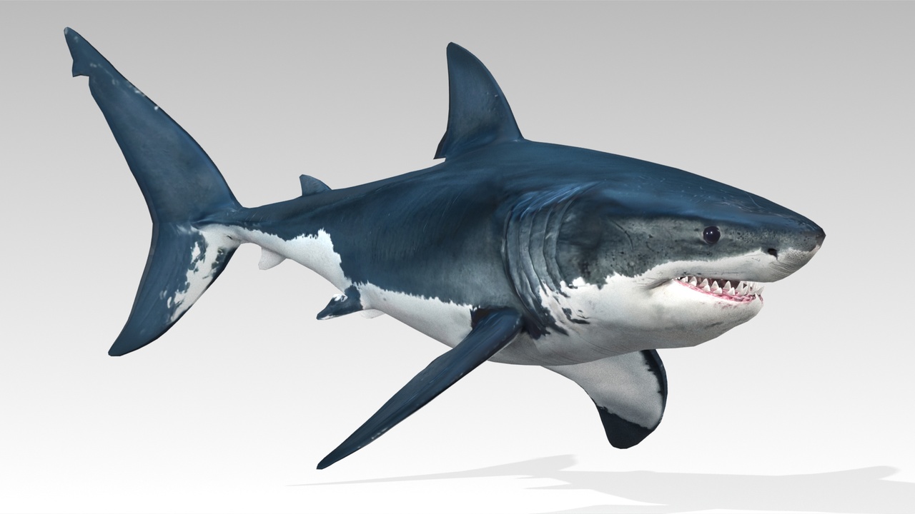 Media 1 for listing Great White Shark