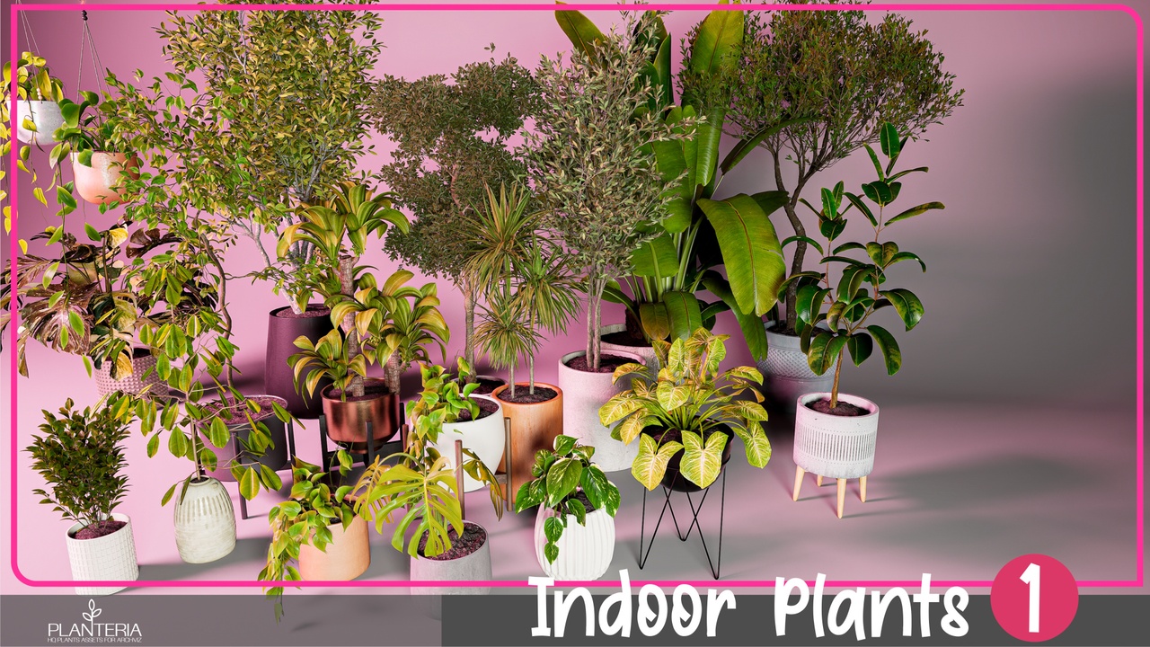 Media 1 for listing Indoor Plants 1