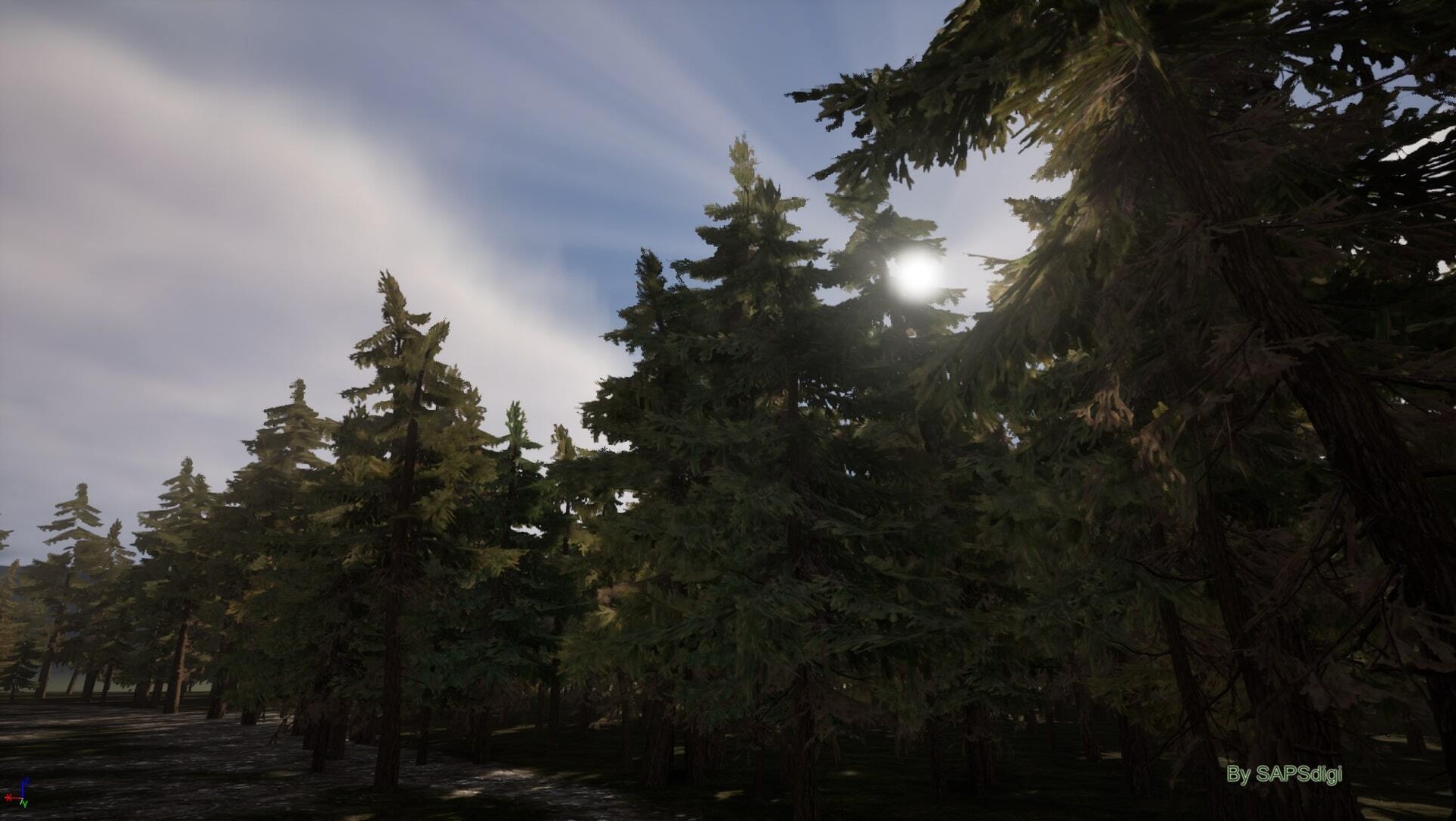 Media 1 for listing Trees: Pine Tree Forest