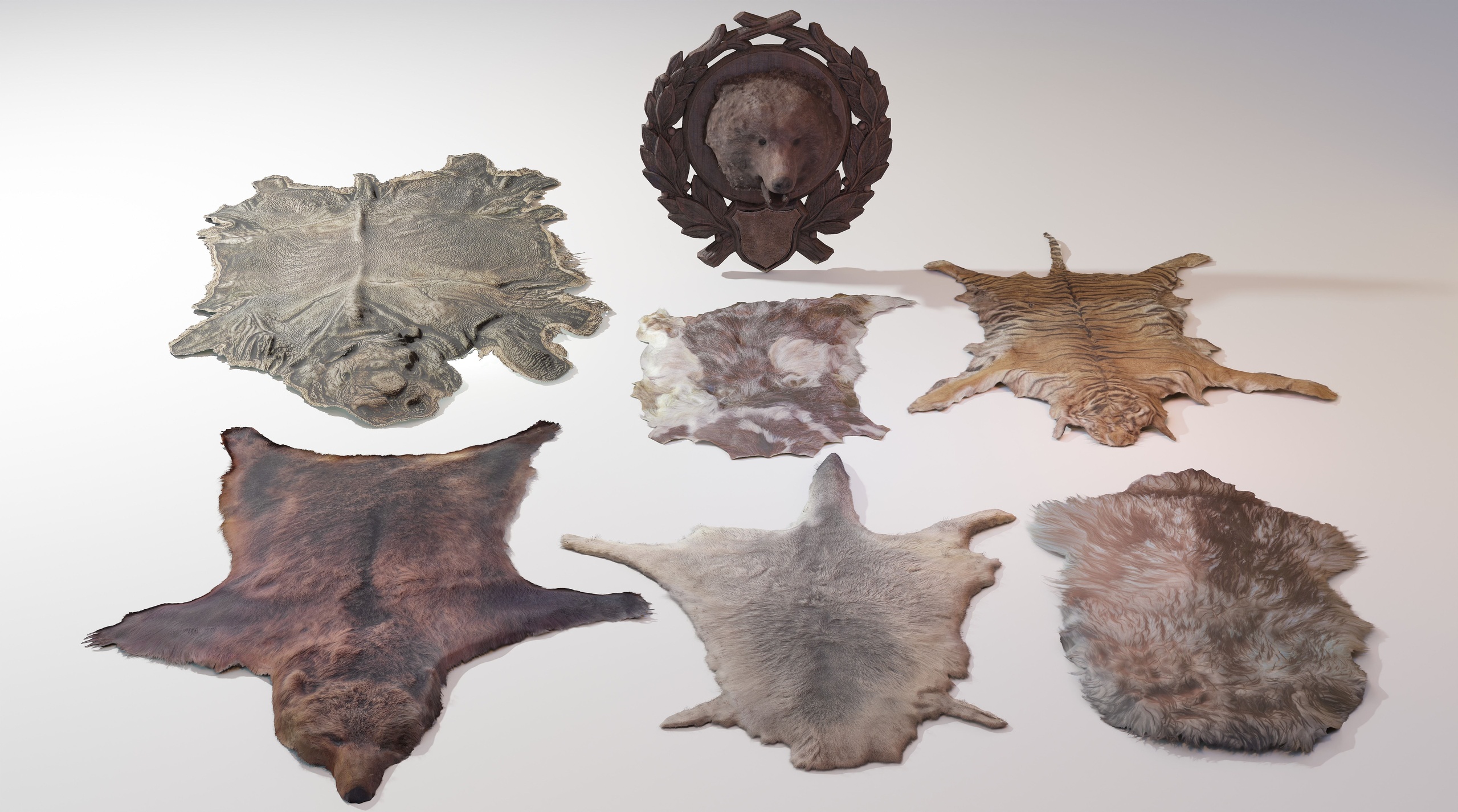 Media 1 for listing Animal pelts hide fell volume 6 bear, kangaroo, rhino, sheep, goat,tiger 4k HAIR