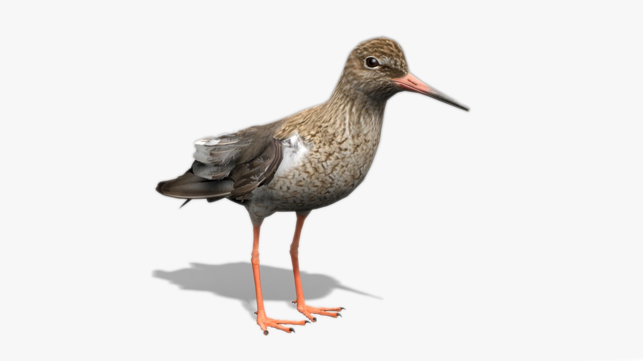 Media 1 for listing Redshank