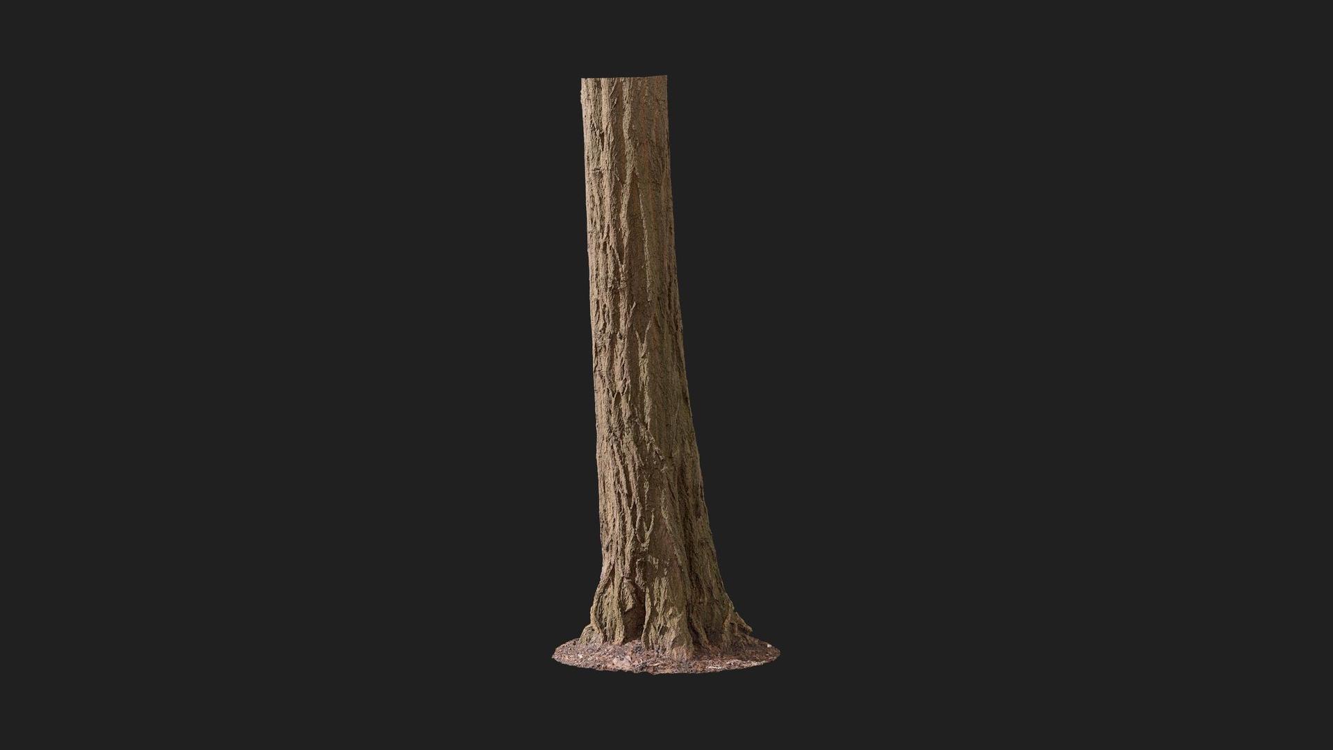 Ash Tree Trunk | Fab