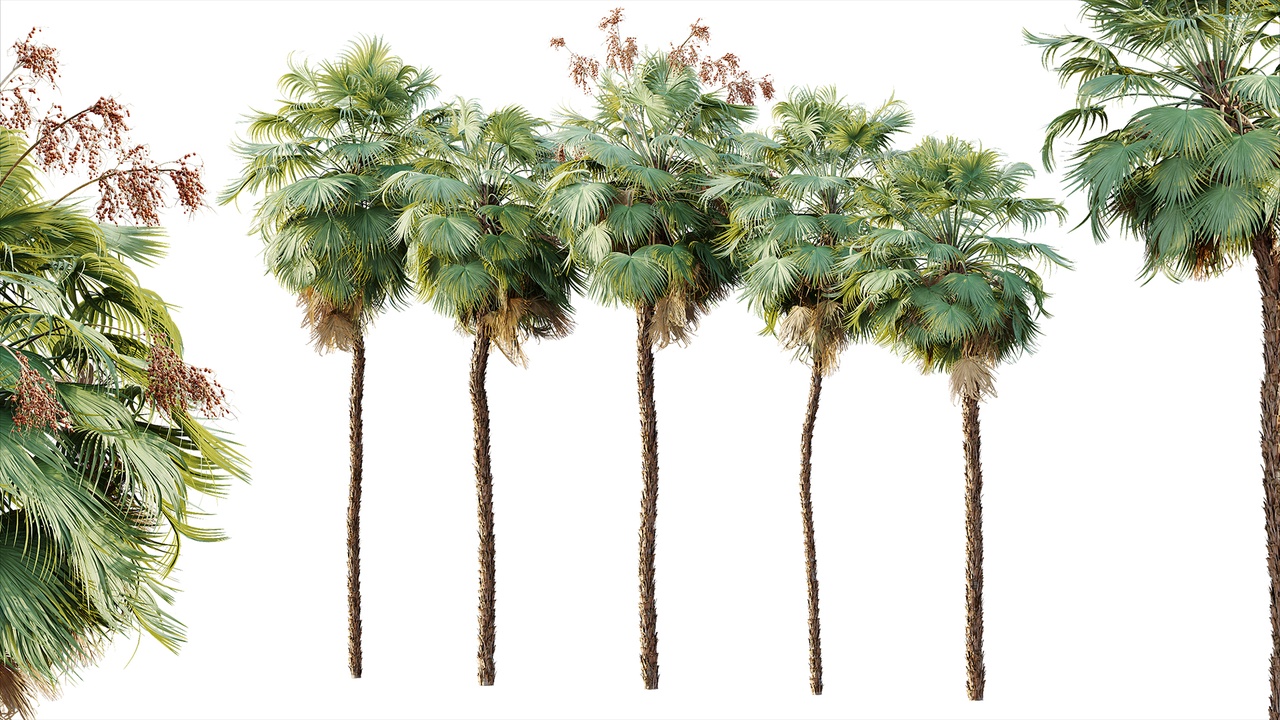Media 1 for listing AV Plant Acoelorrhaphe Wrightii Palm Tree 01