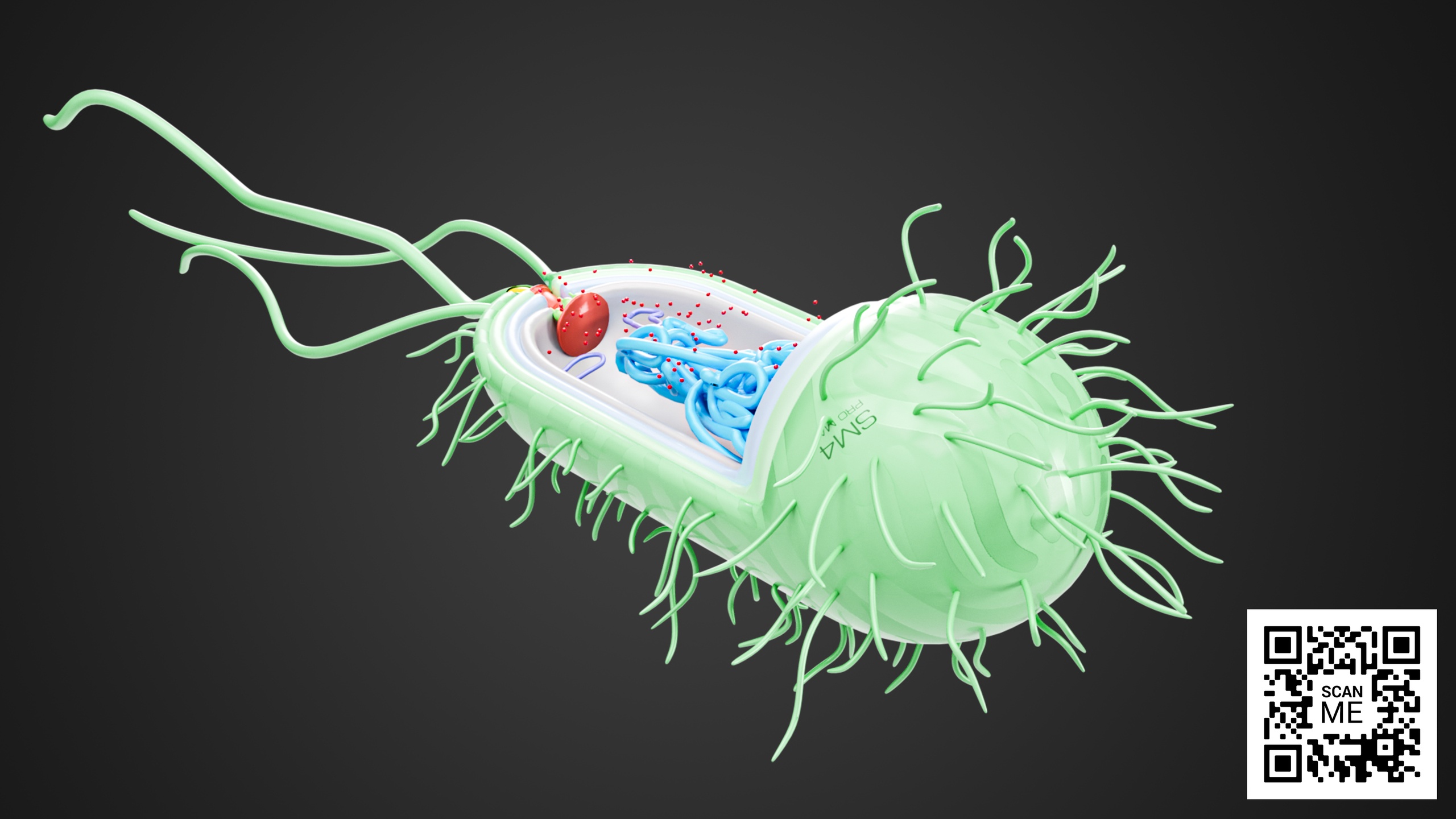 Escherichia coli (E. coli) Bacterium – Detailed 3D Model with Flagella ...