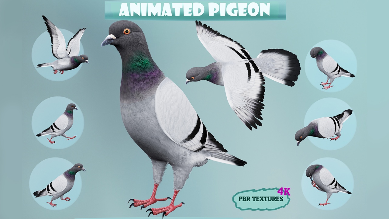 Media 1 for listing Realistic Animated Rock Pigeon