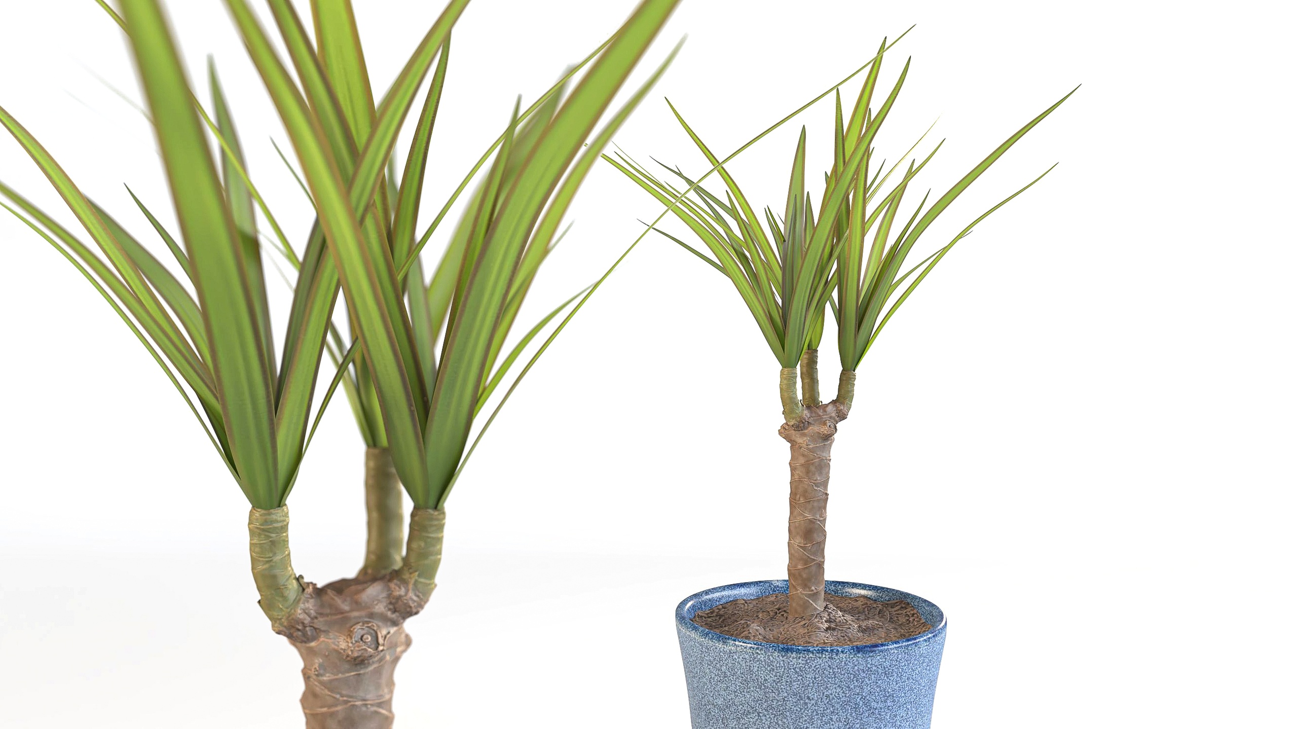 Media 1 for listing potplant dracaena marginata