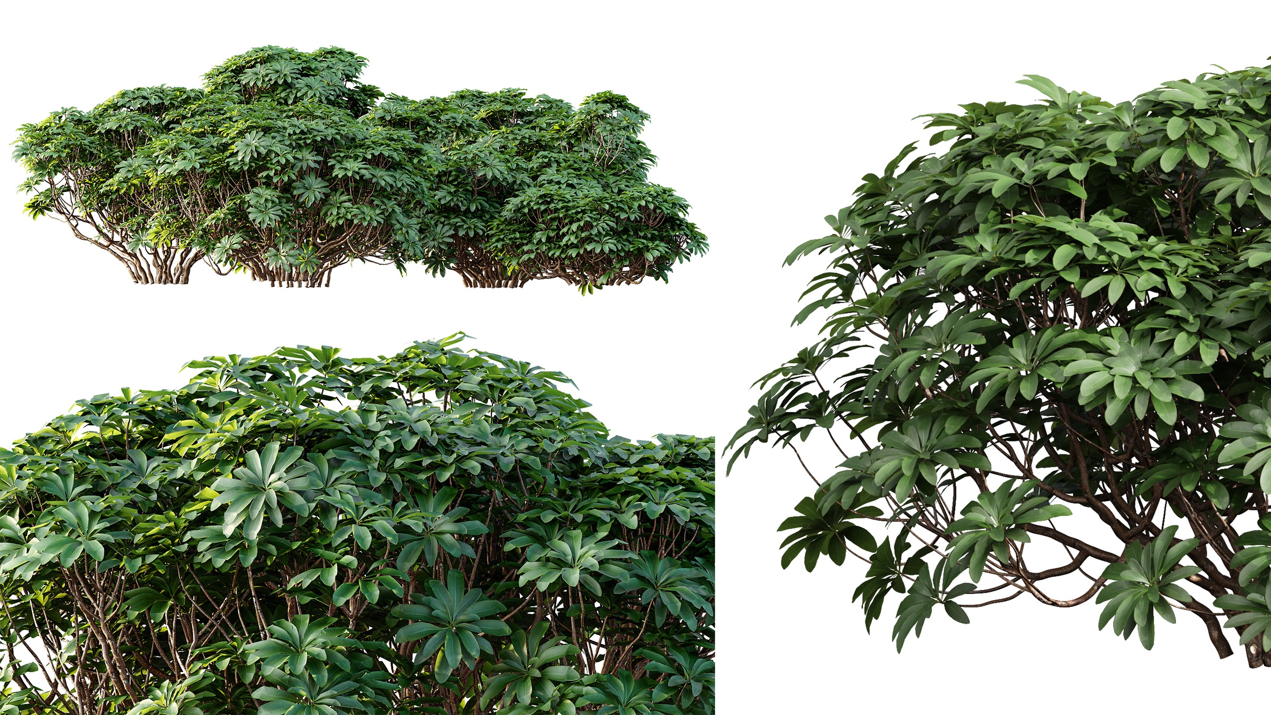 Media 1 for listing AV Edgeworthia Chrysantha Grandiflora Bush