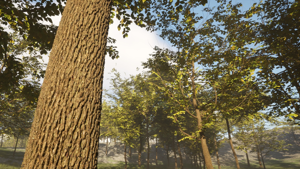 Media 1 for listing Full Geometry Oak Trees