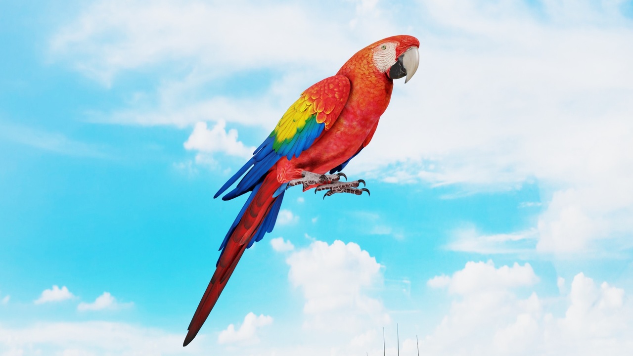 Media 1 for listing Realistic Parrot Bird