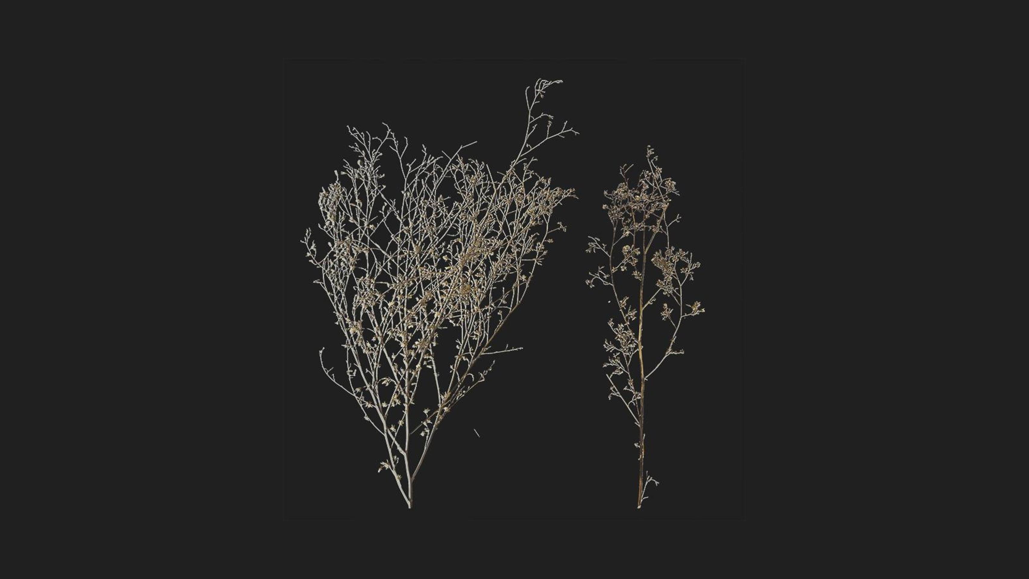 Dry Shrub | Fab