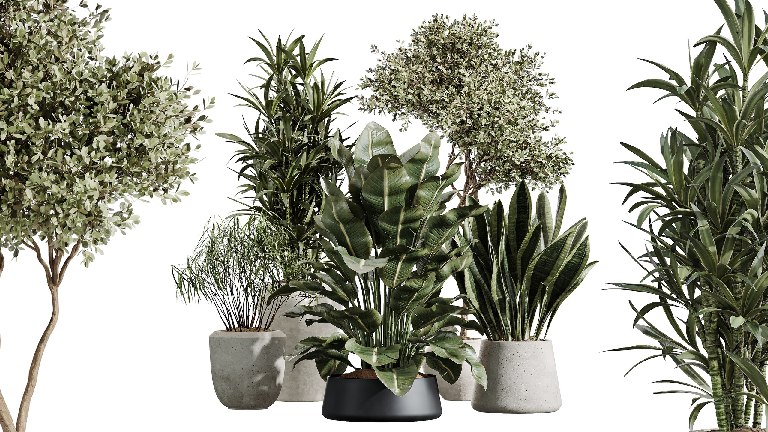 Media 1 for listing AV Indoor Plants Set 404 Sansevieria ParadiseBird Olive