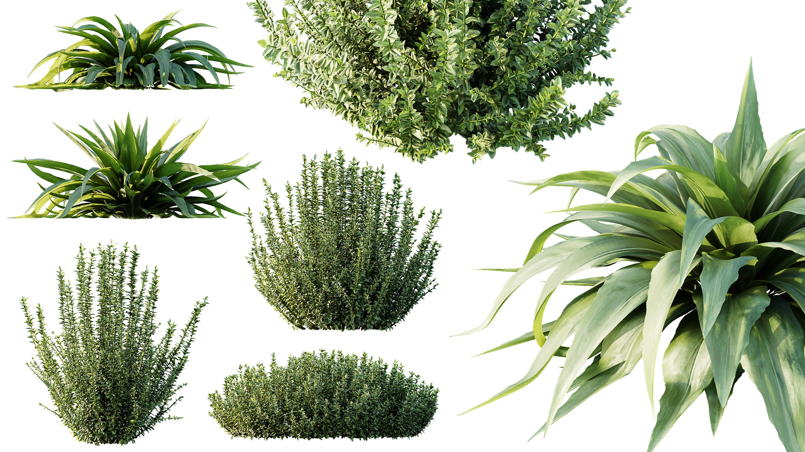 Media 1 for listing AV Carex Platyphylla Larges Feuilles Astelia Calluna Vulgaris Helena Summer