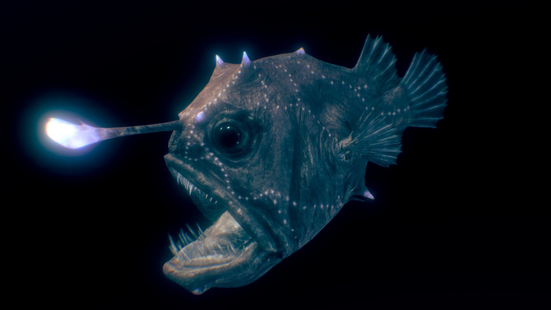 Atlantic Footballfish ♀ | Fab