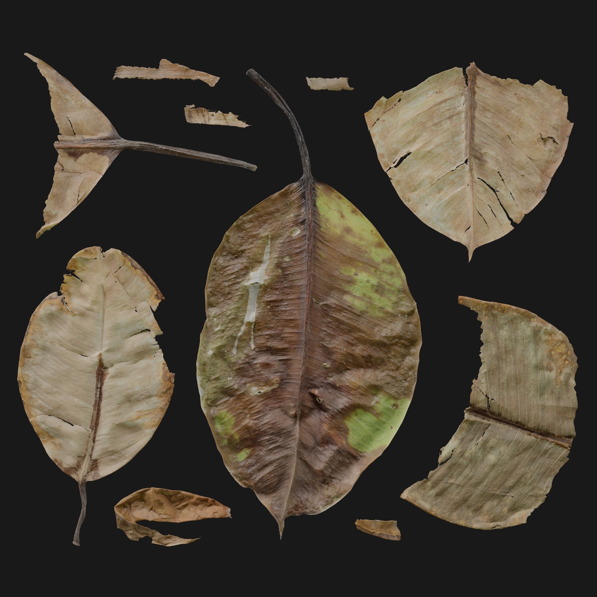 Media 1 for listing Ficus Elastica 05