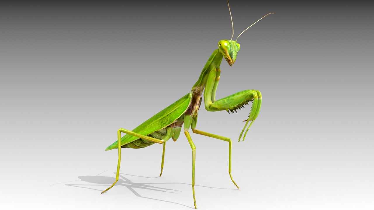 Media 1 for listing Prayer Mantis