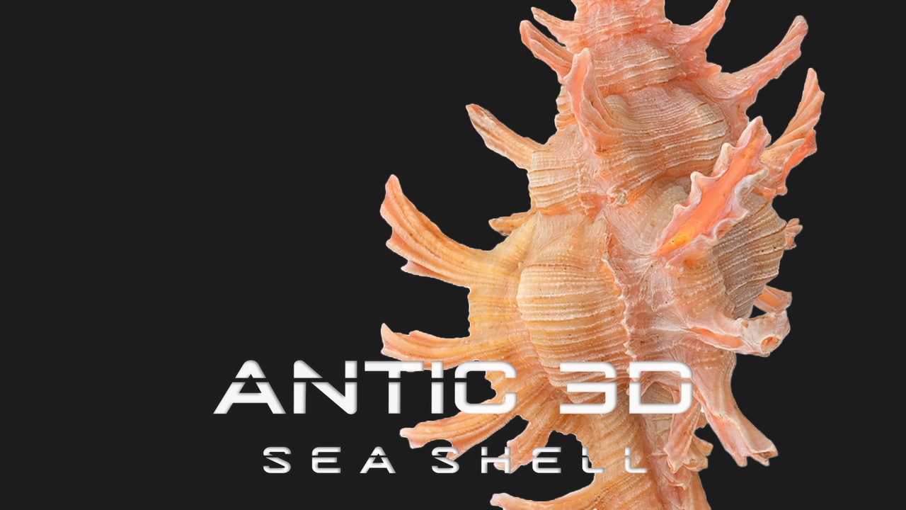 Media 1 for listing Chicoreus aculeatus Sea Shell