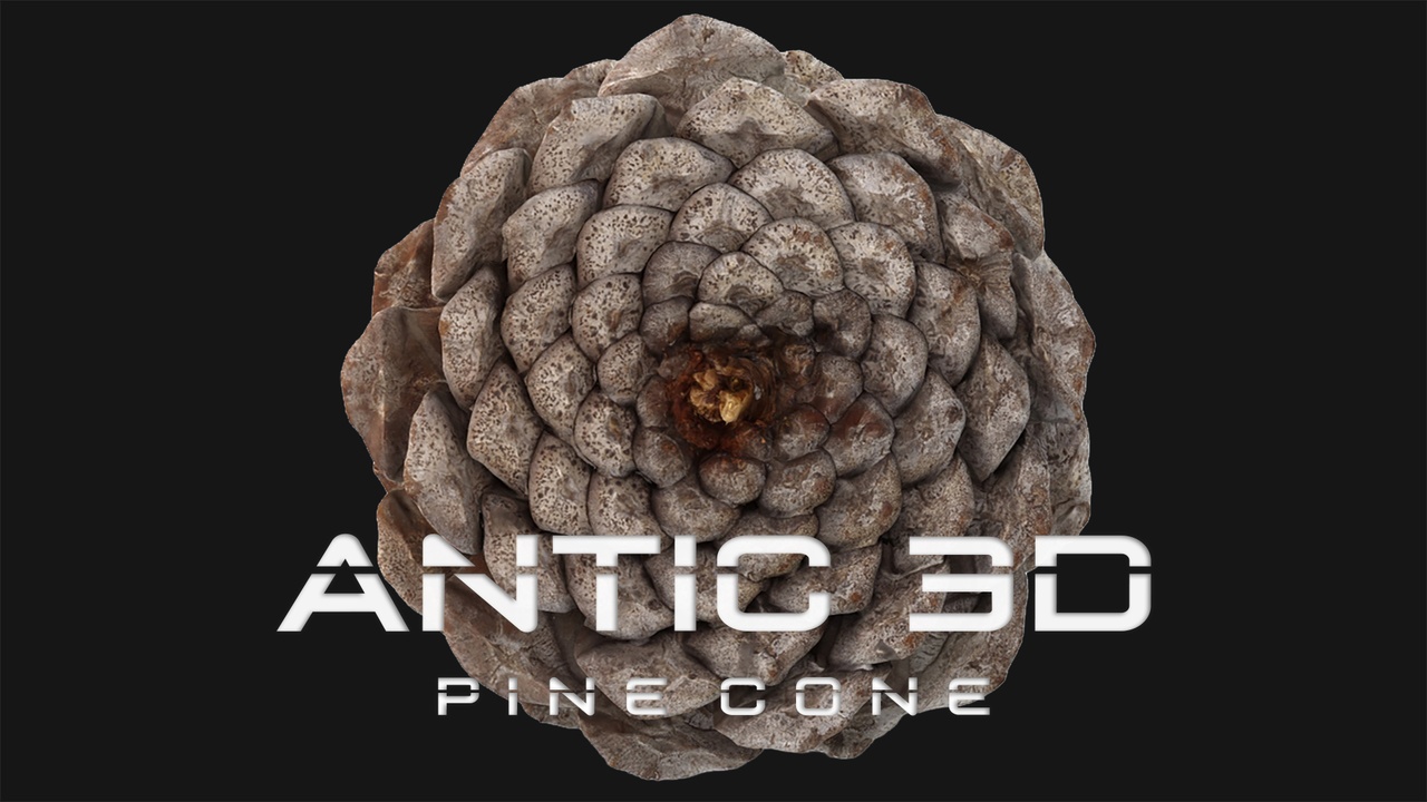 Media 1 for listing Pine cone