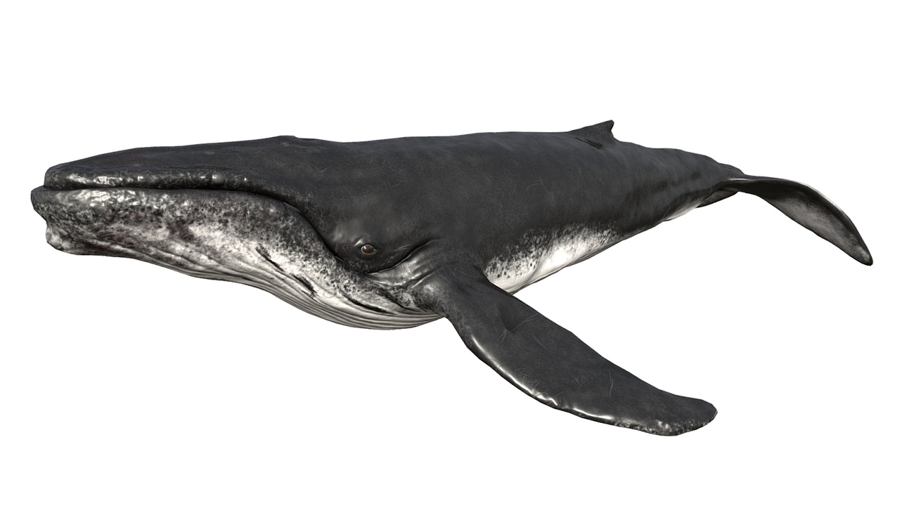 Media 1 for listing Humpback Whale