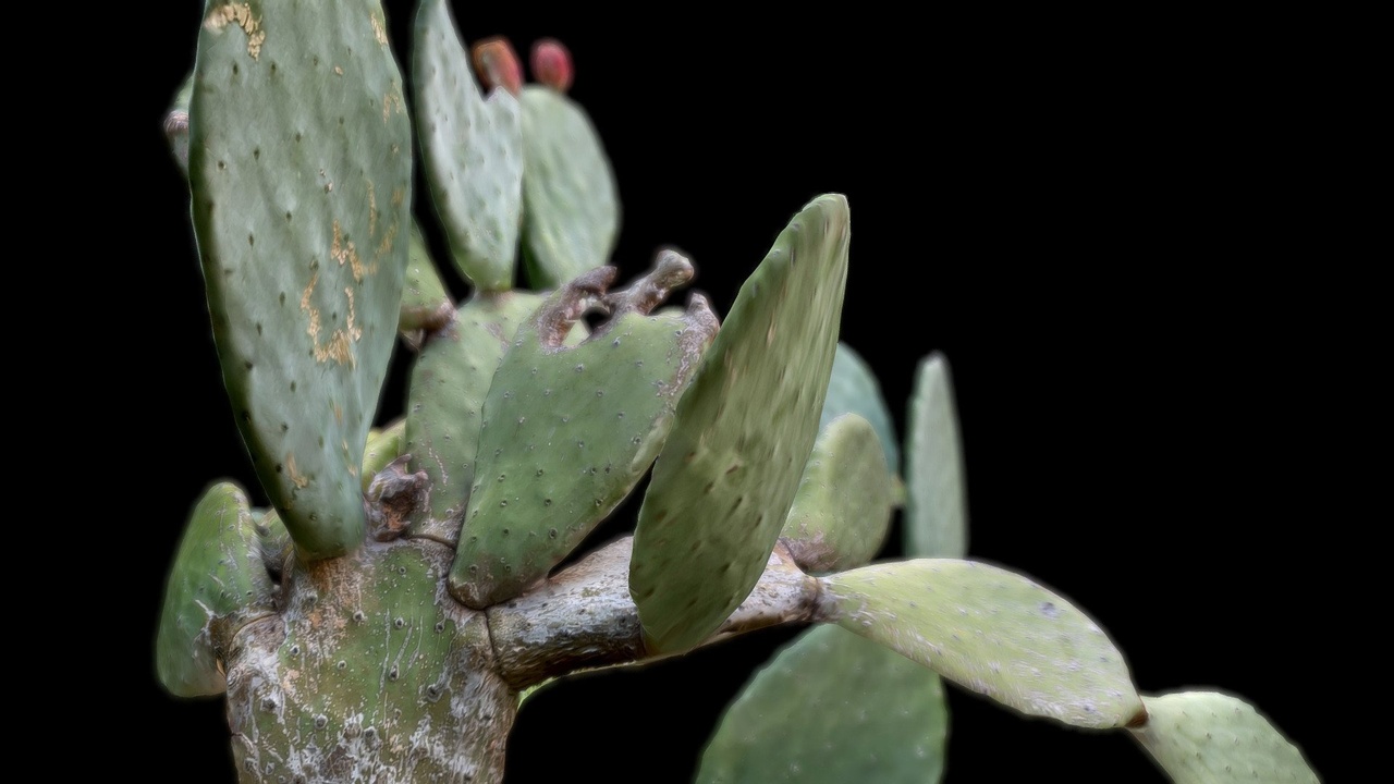 Media 1 for listing Prickly Pear (Φραγκοσυκιά)