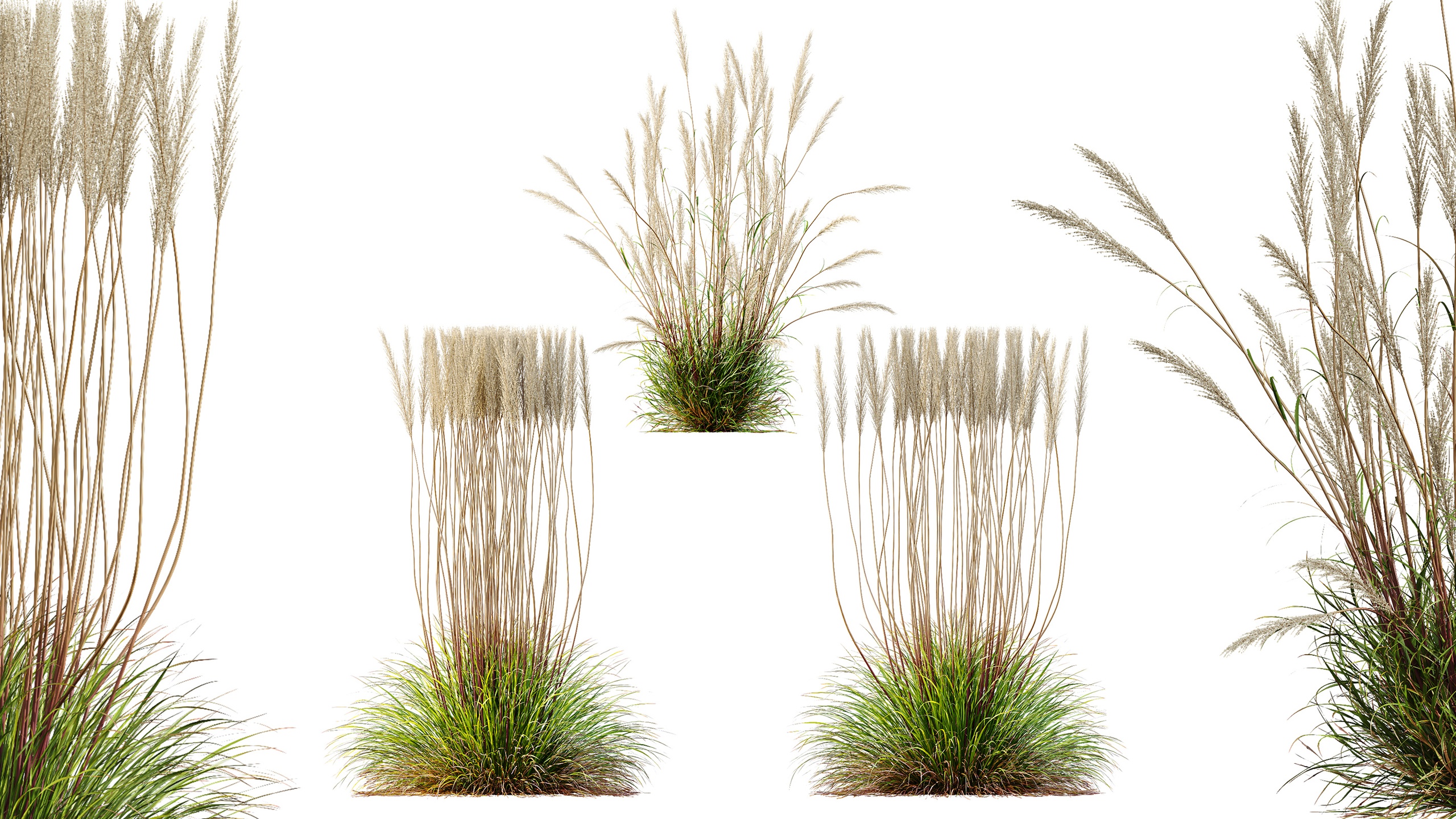 Media 1 for listing AV Calamagrostis Acutiflora Karl Foerster