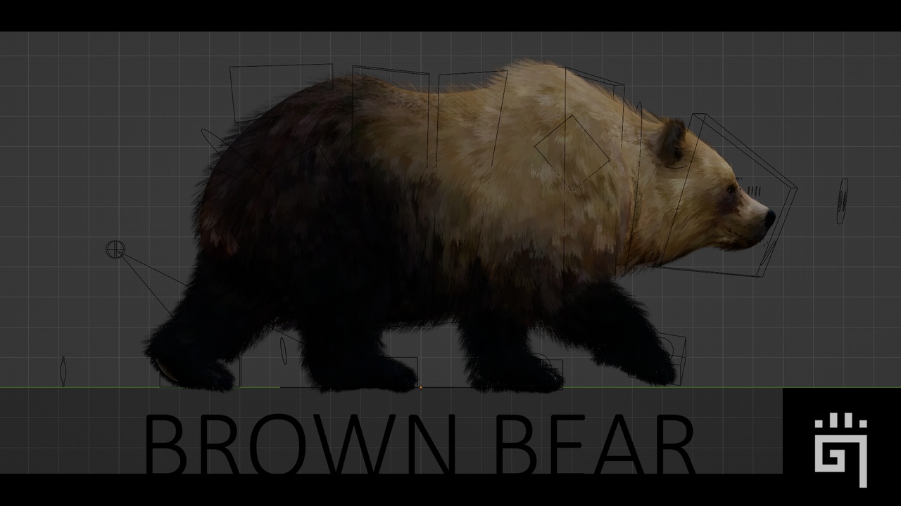 Media 1 for listing Forest Brown Bear
