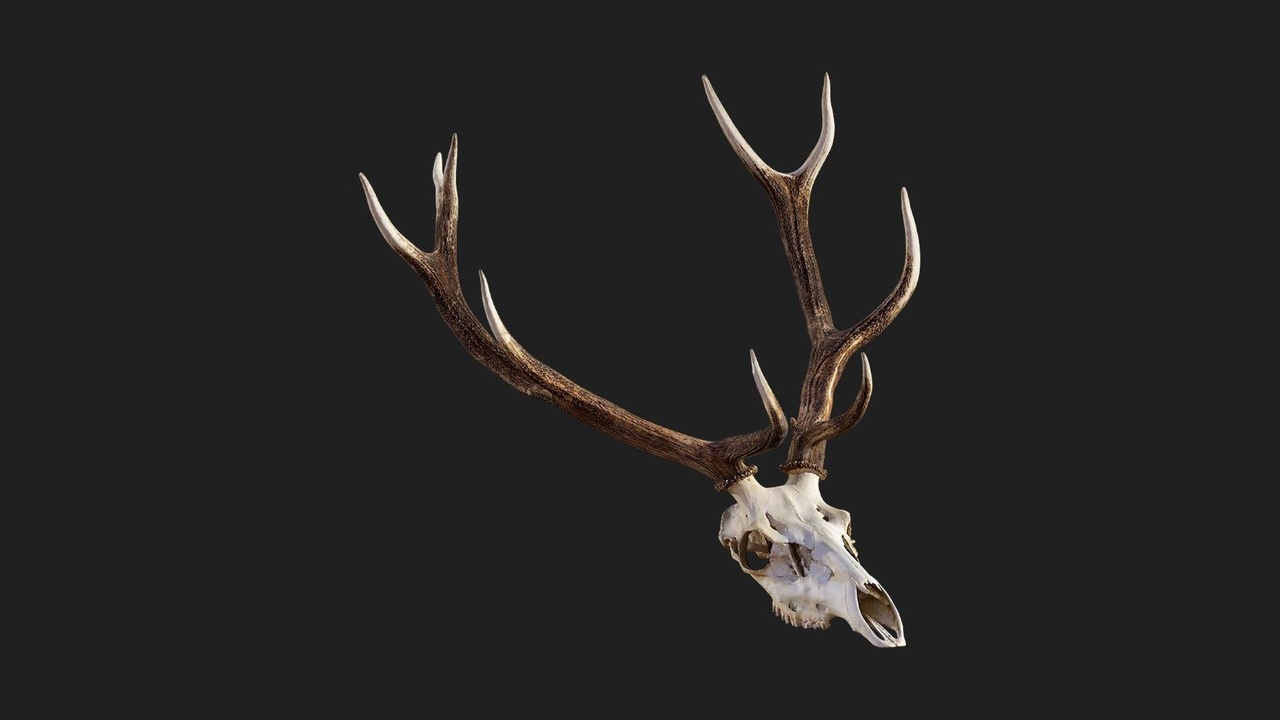 Media 1 for listing Animal Bones Skull Deer 02