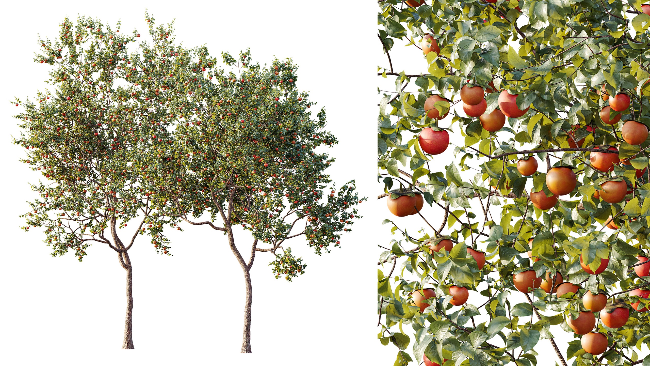 Media 1 for listing AV Plant Diospyros Kaki Persimmon Fruit Tree 01