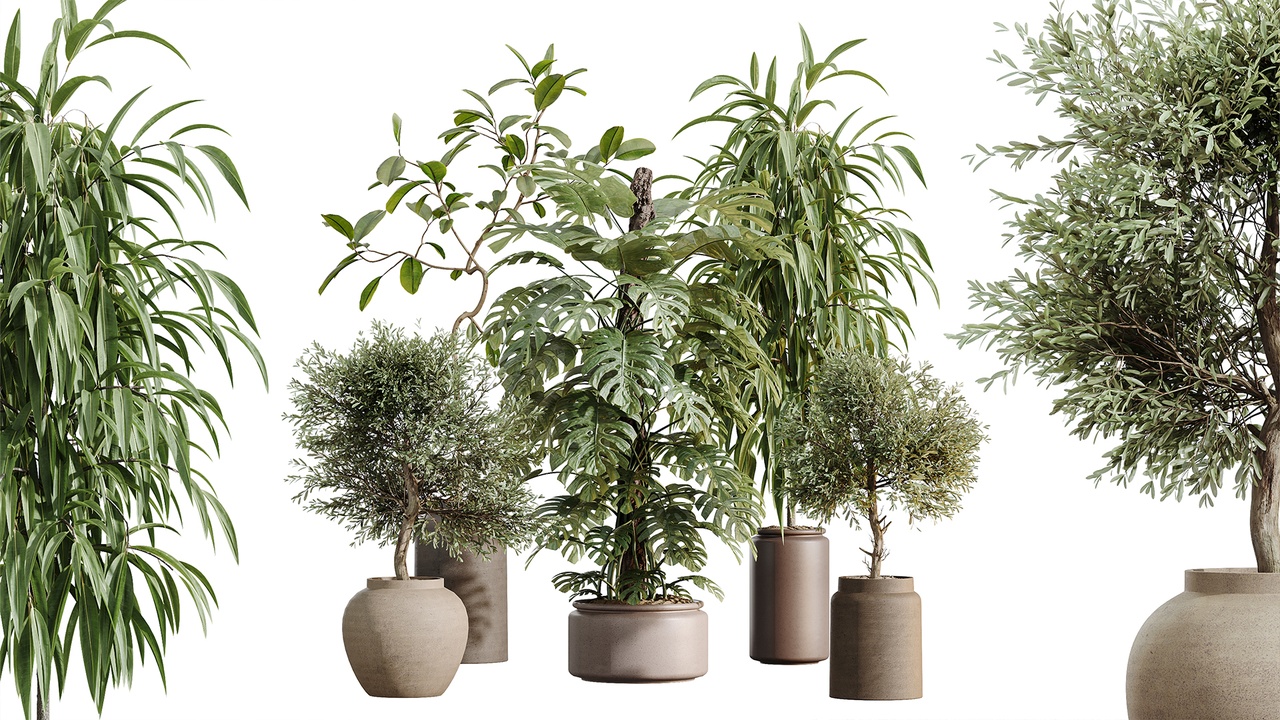 Media 1 for listing AV Indoor Plants Set 605 Ficus Binnendijkii Ficus Marginata Olive