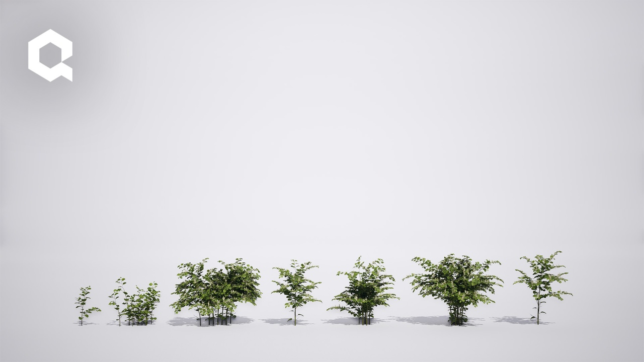 Media 1 for listing Megaplants: Japanese Knotweed
