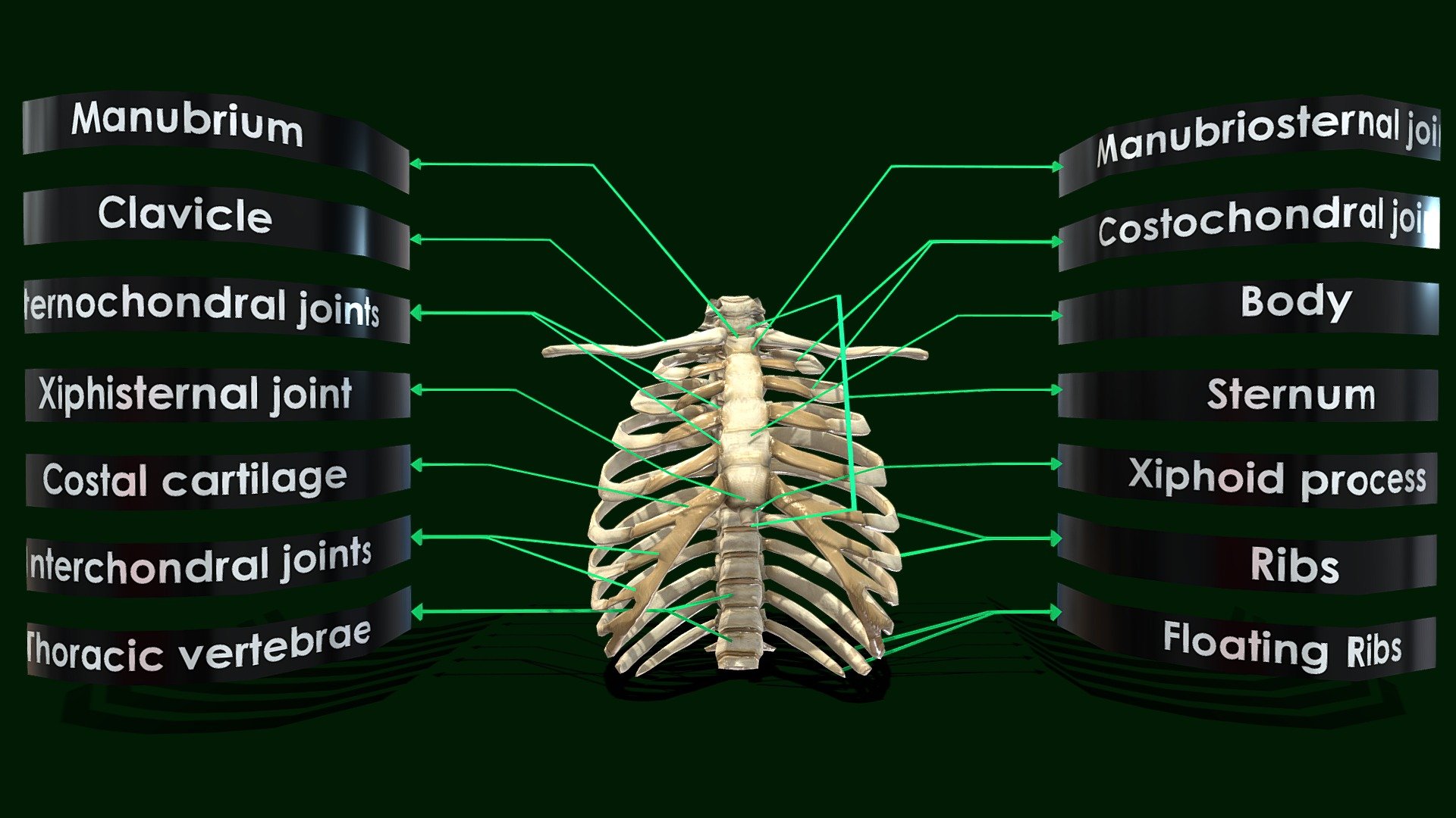 Rib Cage Anatomy Diagram Costochondritis | Physio Check