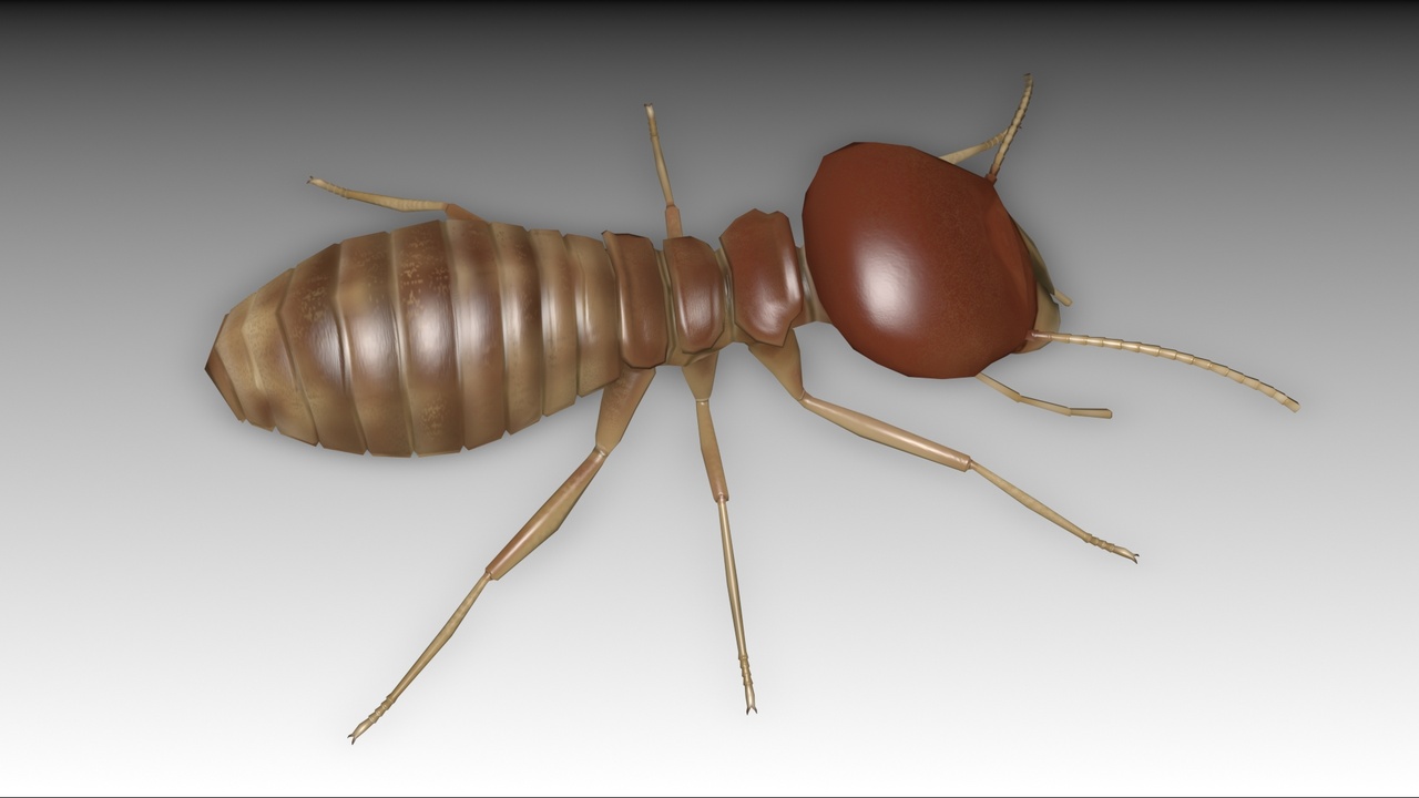 Media 1 for listing Termite Worker