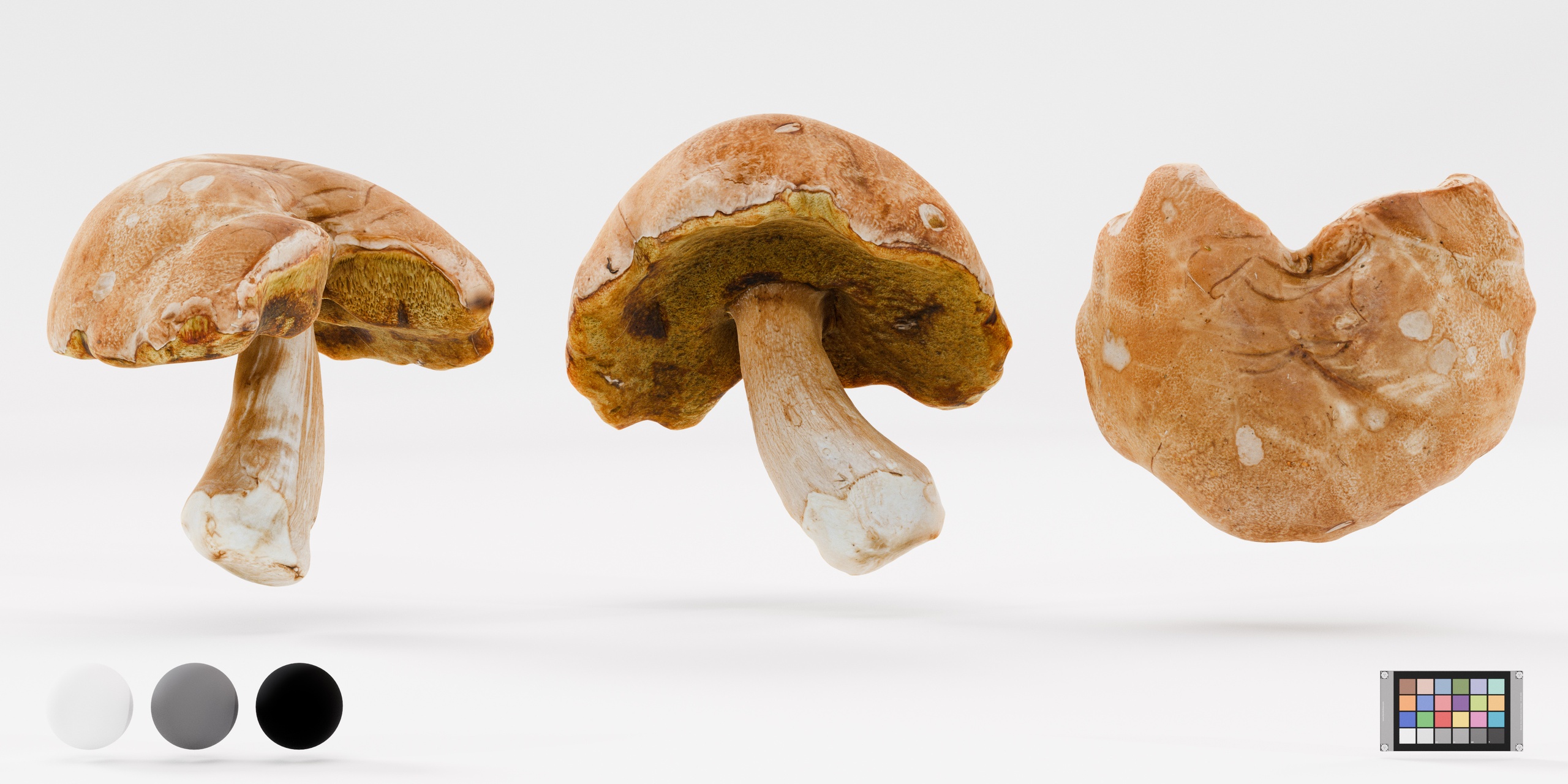Media 1 for listing Boletus Edulis - Mushroom Full 3D Model Photoscan Low-Poly 3D Model