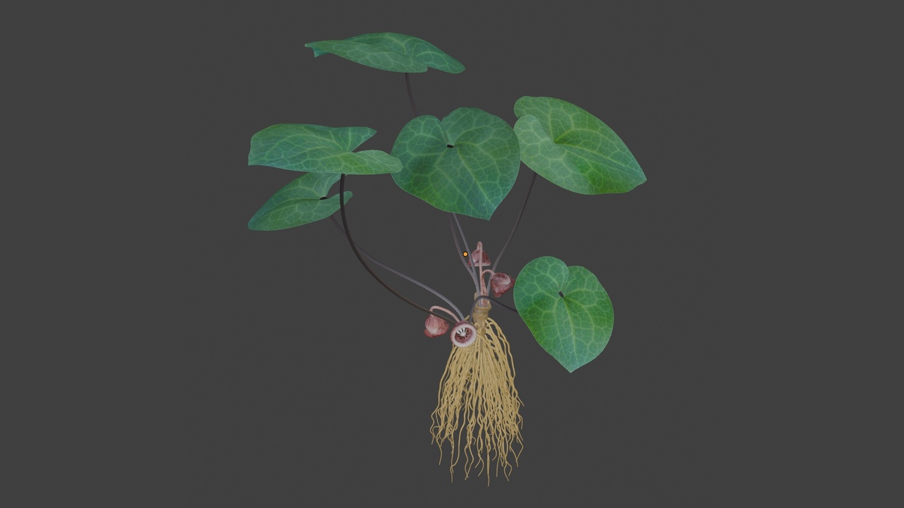 Media 1 for listing Chinese herbal medicine Asarum plant model
