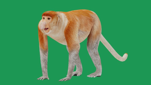 Proboscis Monkey Primate | Fab
