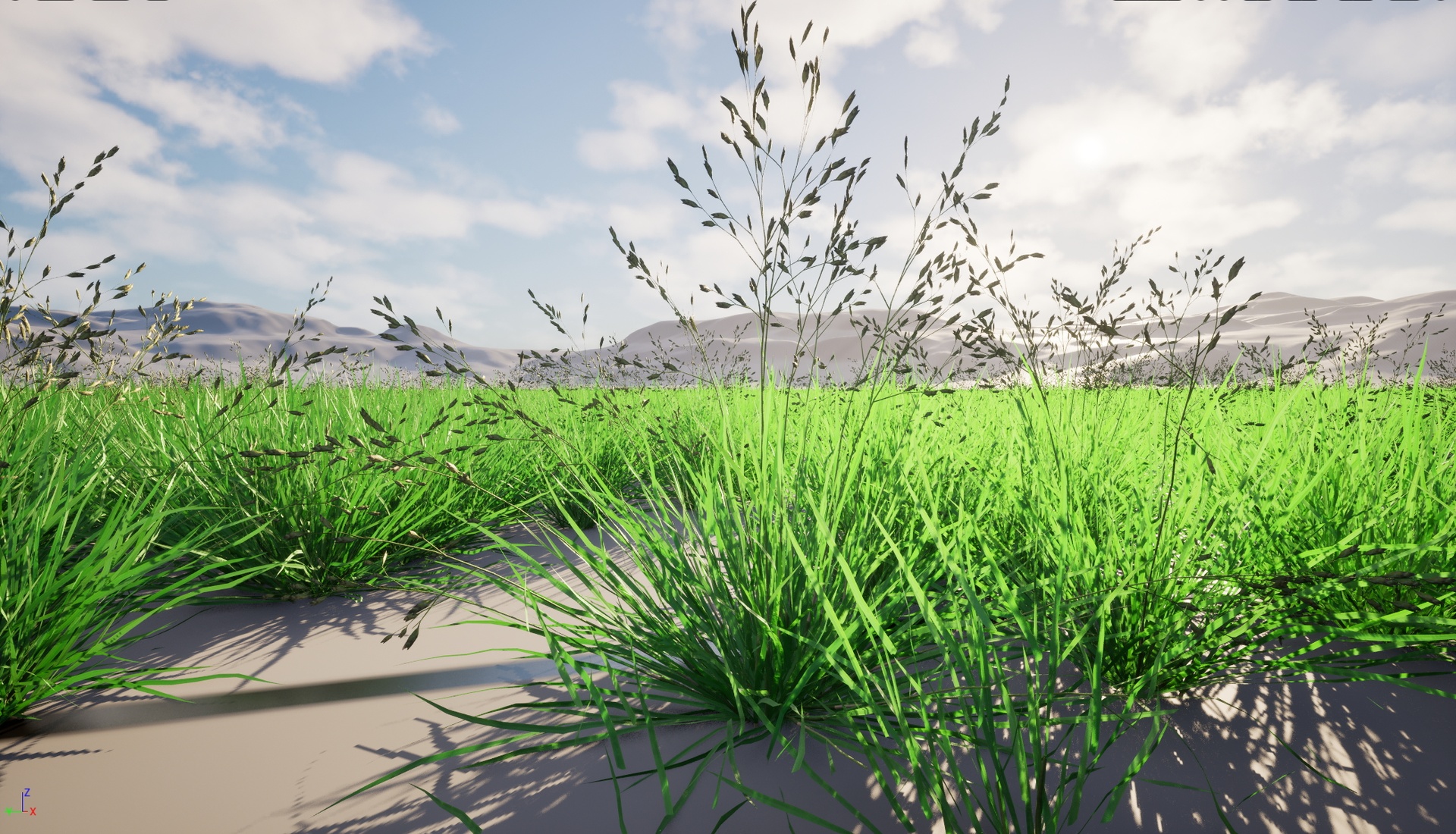 Media 1 for listing Nanite WInd Grass - Poa annua - Annual meadow grass