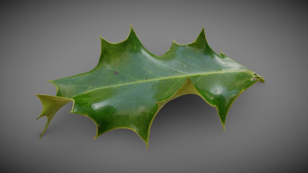 Media 1 for listing Holly leaf