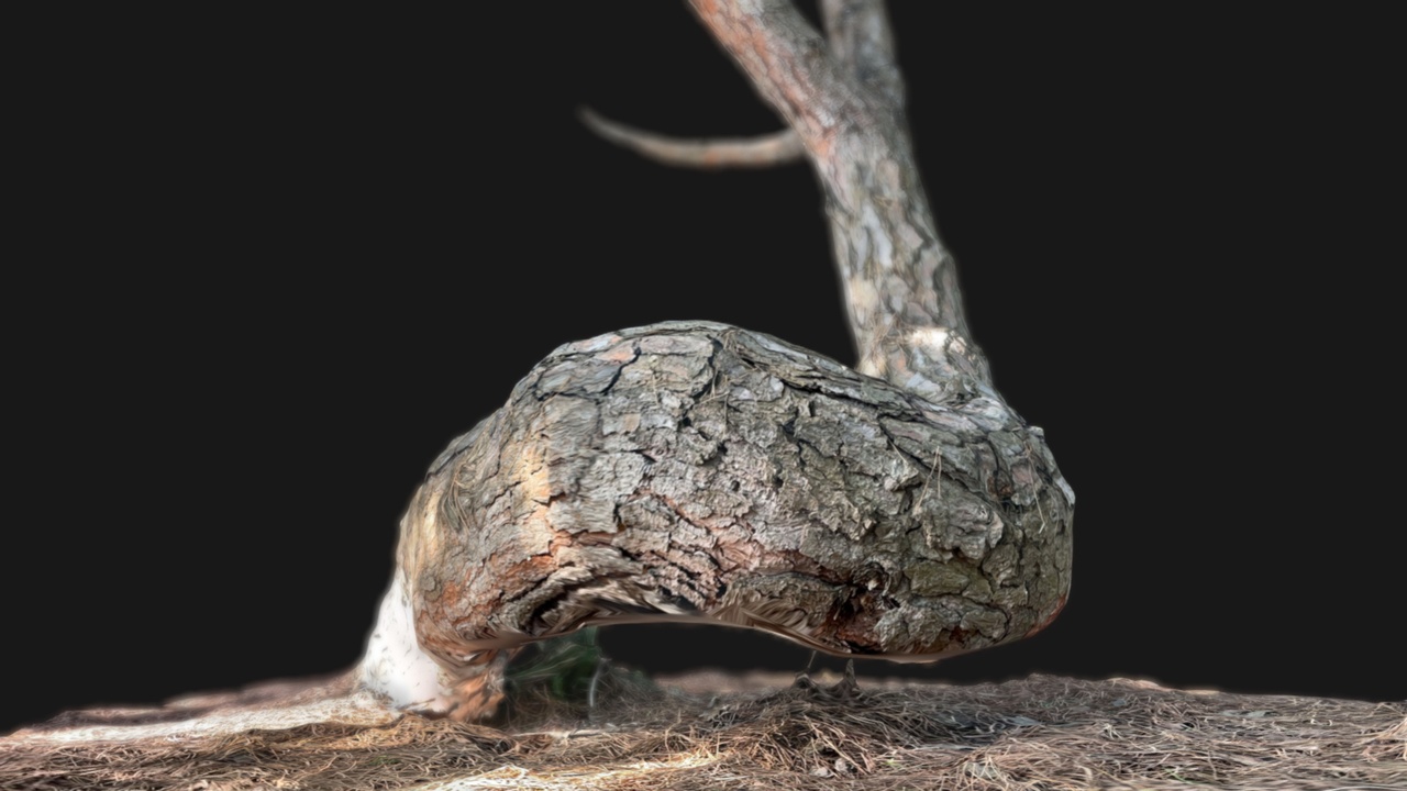 Media 1 for listing Spiral pine tree trunk