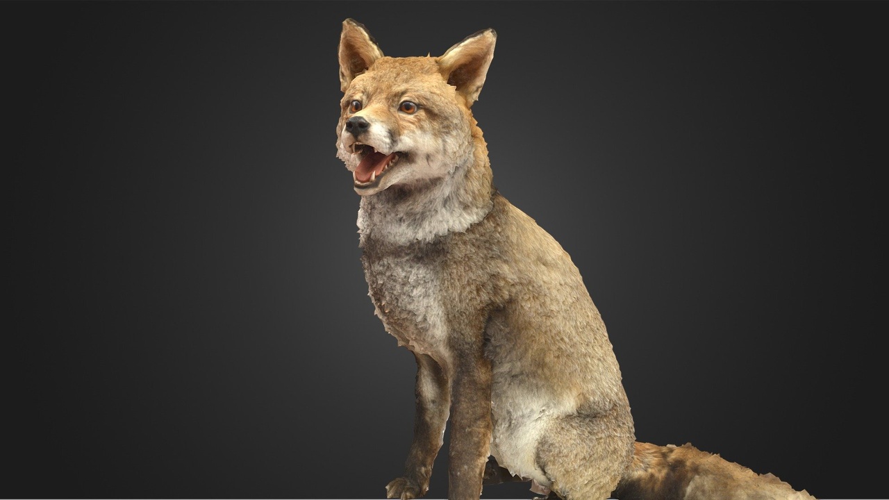 Media 1 for listing Red Fox Taxidermy
