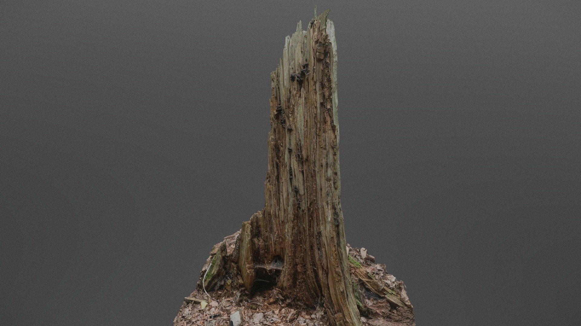 Spruce pointy stump | Fab